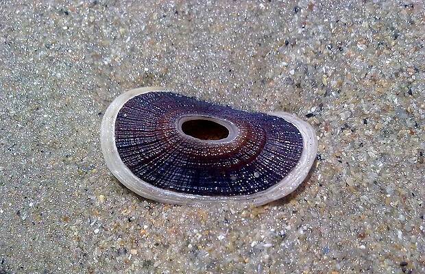 Limpet Shell With White Edge by Jeannine Davidoff