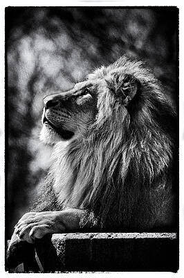 Lion Meditating by Perla Copernik Lion Meditating by Perla Copernik