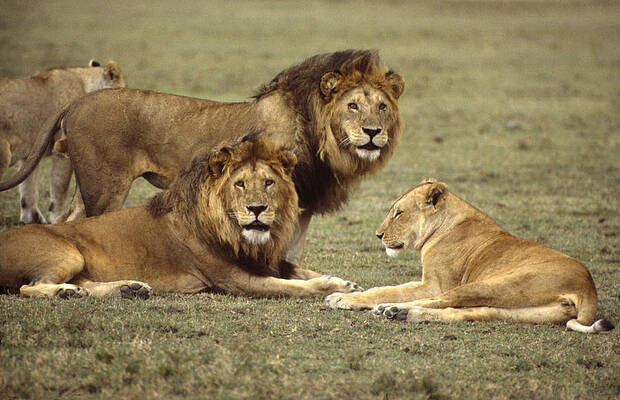 Lions Tanzania by John Wolf