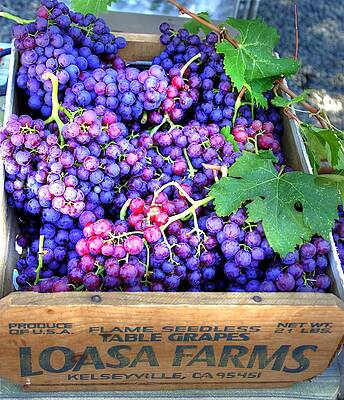 Loasa Grapes by Anthony George Loasa Grapes by Anthony George