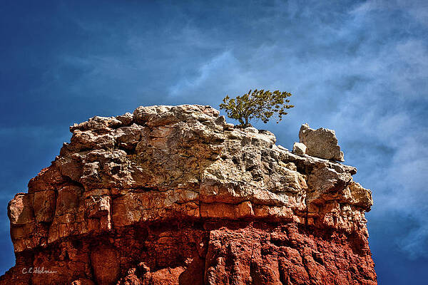 Wall Art - Photograph - Lofty Solitude by Christopher Holmes