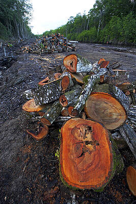 Wall Art - Photograph - Logged Red Mangrove Forest by Christian Ziegler