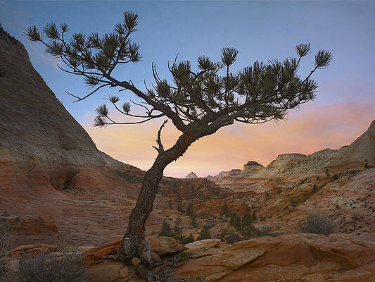 Wall Art - Photograph - Lone Pine Tree With East And West by Tim Fitzharris