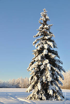 Wall Art - Photograph - Lone Winter Spruce by Gary Whitton
