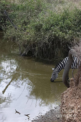 Wall Art - Photograph - Lone Zebra at the Drinking Hole by Darcy Michaelchuk