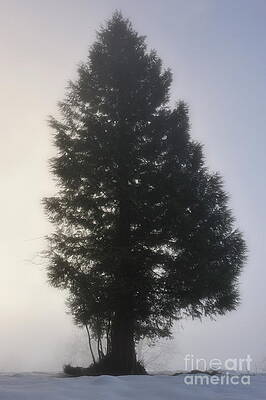 Wall Art - Photograph - Lonely fir tree in a hazy snow field by Sami Sarkis Photography