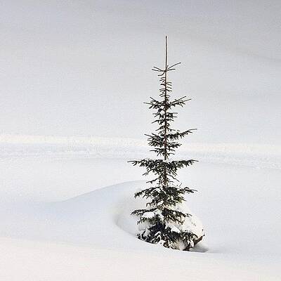Wall Art - Photograph - Lonely tree by Matthias Hauser