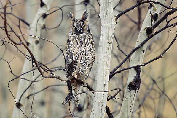 Wall Art - Photograph - Long Eared Owl Perching In A Tree by Tim Fitzharris