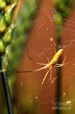 Wall Art - Photograph - Long-jawed Orb Weaver by Science Source