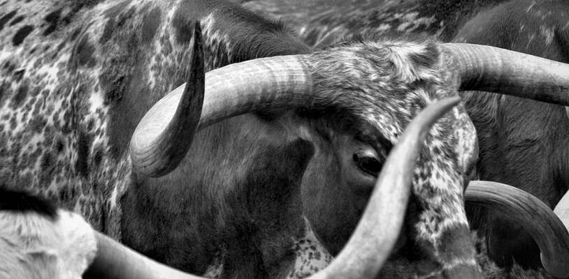 Longhorns by J Todd Longhorns by J Todd