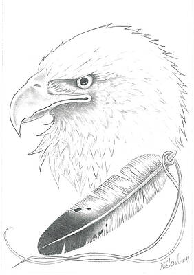 Eagle Feather Drawings (Page #3 of 4) | Fine Art America