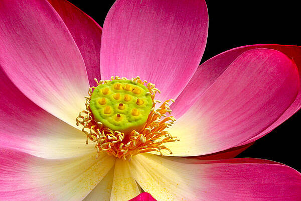 Wall Art - Photograph - Lotus close up by Jean Noren