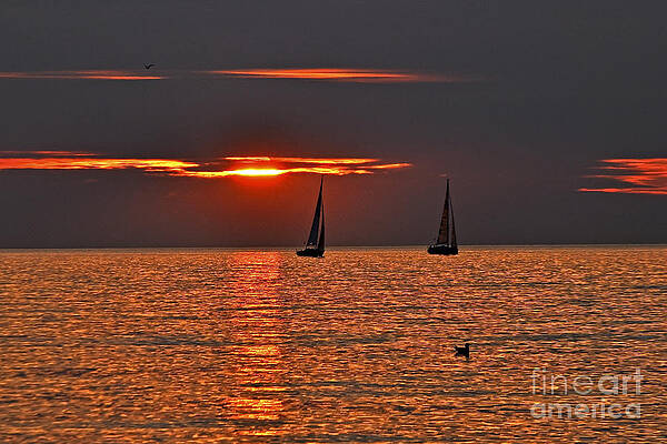 CORAL MARITIME DREAM by SILVA WISCHEROPP CORAL MARITIME DREAM by SILVA WISCHEROPP