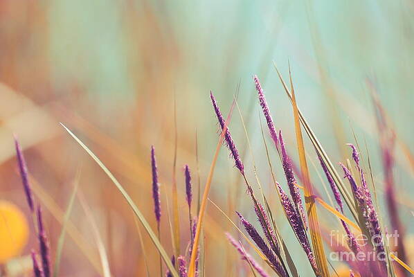 Wall Art - Photograph - Luminis - s07b by Variance Collections