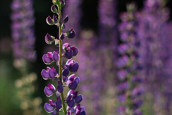 Wall Art - Photograph - Lupines by Jakub Sisak