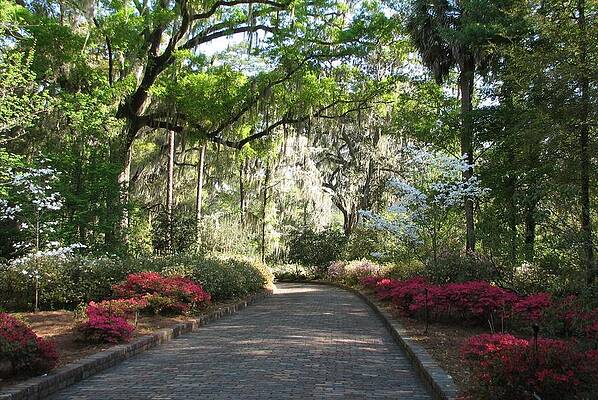 Maclay Gardens by Carla Parris Maclay Gardens by Carla Parris