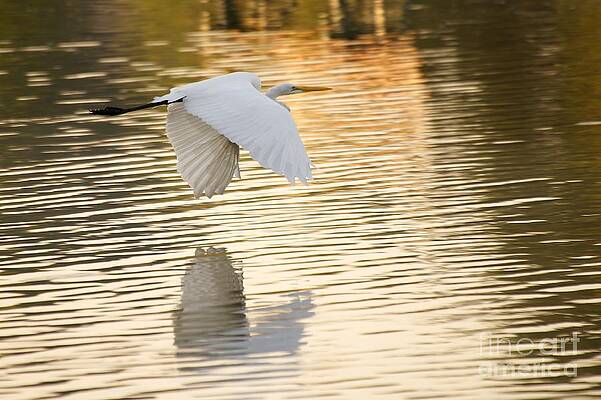 Majestic by Miguel Celis Majestic by Miguel Celis