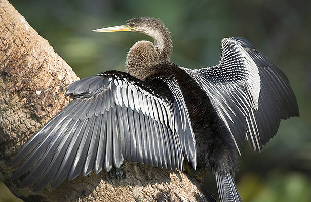 Wall Art - Photograph - Male Anhinga by Patrick Lynch