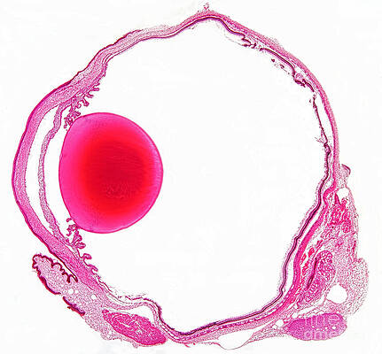 Wall Art - Photograph - Mammalian Eye, Lm by M. I. Walker