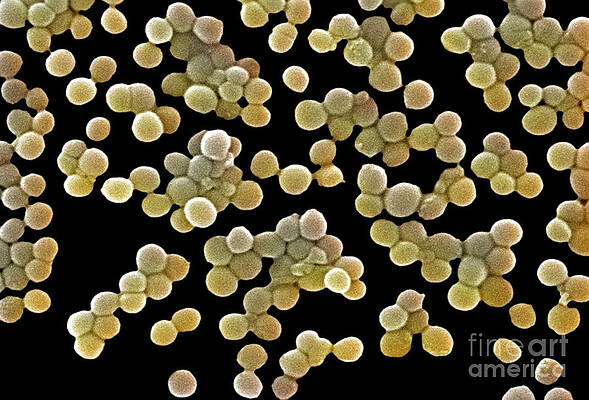Wall Art - Photograph - Methicillin-resistant Staphylococcus by Science Source