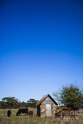 Milking Shed by Clinton Lundberg