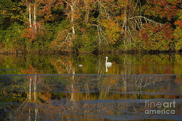 Mill Pond swan and duck by Gene Marchand Mill Pond swan and duck by Gene Marchand