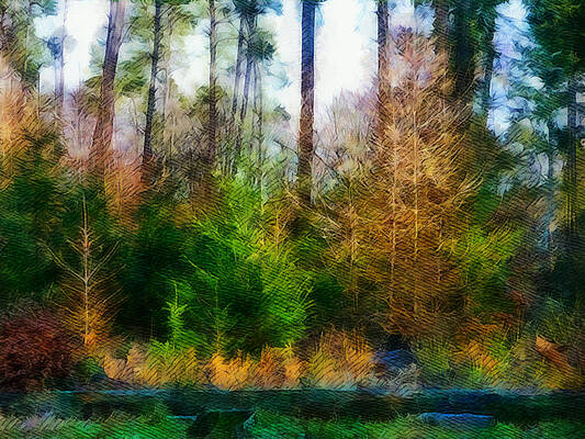 Mixed forest by Jolande Gerritsen
