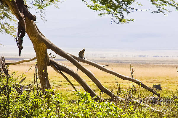 Wall Art - Photograph - Monkey on a Branch by Darcy Michaelchuk