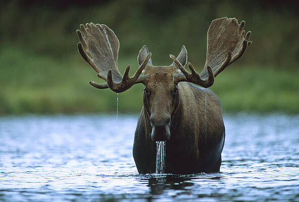 Wall Art - Photograph - Moose Male Raising Its Head While by Tim Fitzharris