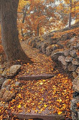 Wall Art - Photograph - Morning fog on a Autumn path by Dave Sandt