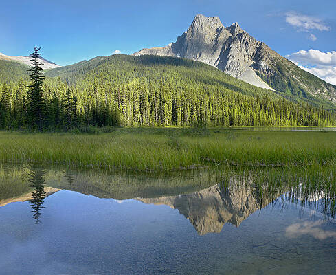 Wall Art - Photograph - Mt Burgess Reflected In Emerald Lake by Tim Fitzharris