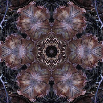 Mushroom with Brown Center by Trina Stephenson Mushroom with Brown Center by Trina Stephenson