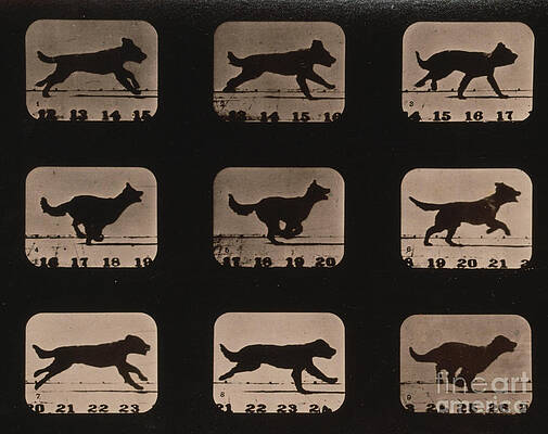 Wall Art - Photograph - Muybridge Locomotion, Dog Running, 1881 by Photo Researchers