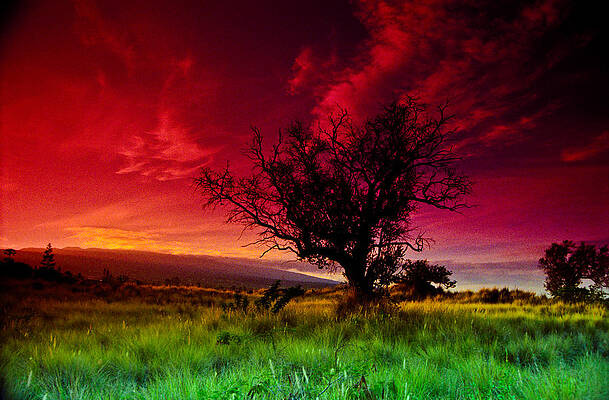 My Backyard by Randy Sylvia My Backyard by Randy Sylvia