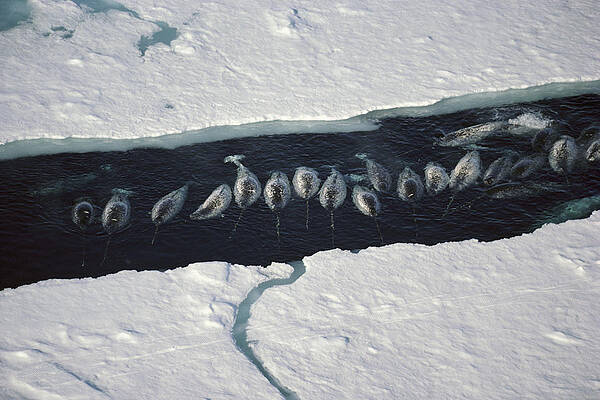 Wall Art - Photograph - Narwhal Group In Ice Break Near Baffin by Flip Nicklin