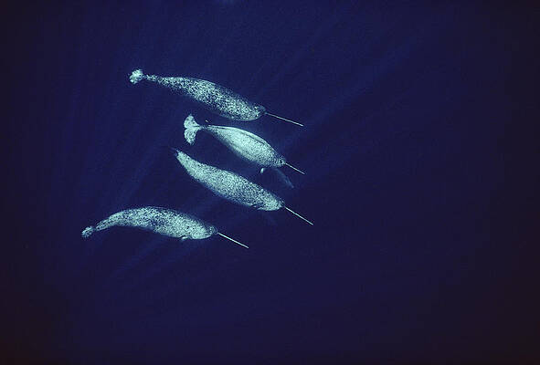 Wall Art - Photograph - Narwhals In The Open Water Of Lancaster by Flip Nicklin