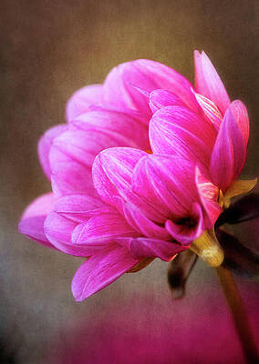 Wall Art - Photograph - Nature's Effulgence by Dale Kincaid