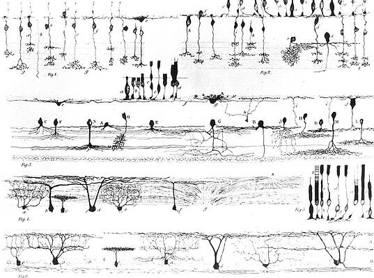 Wall Art - Photograph - Nerve Structure Of The Retina by Science Source
