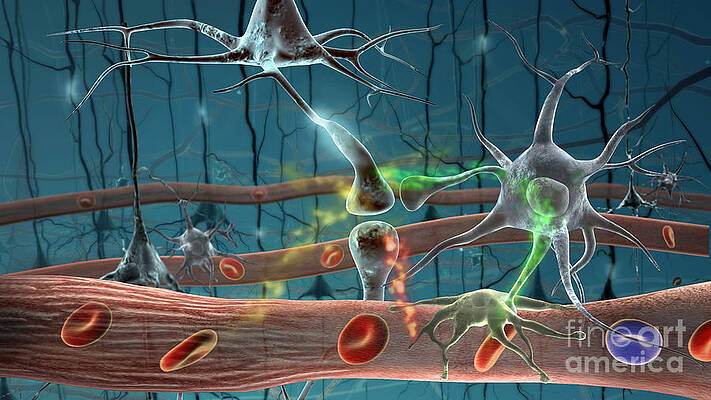 Wall Art - Photograph - Neurons by Science Source