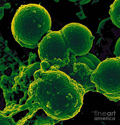 Wall Art - Photograph - Neutrophil Ingesting Mrsa Bacteria, Sem by Science Source