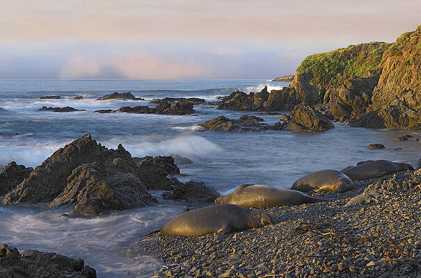 Wall Art - Photograph - Northern Elephant Seal Group Resting by Tim Fitzharris