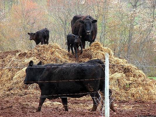 Wall Art - Mixed Media - Nova Scotia Spring cattle by Bruce Ritchie