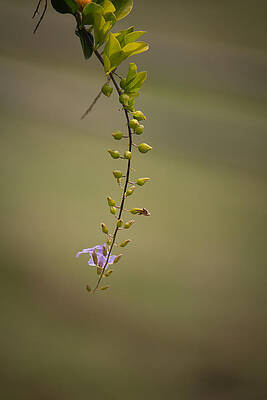 Wall Art - Photograph - Offering by SAURAVphoto Online Store