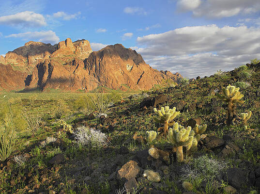 Wall Art - Photograph - Opuntia Cactus And Other Desert by Tim Fitzharris