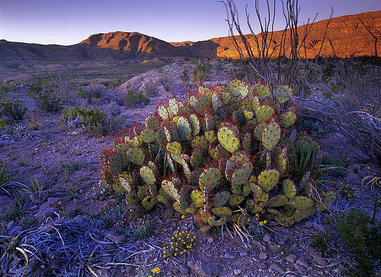 Wall Art - Photograph - Opuntia Opuntia Sp In Chihuahuan Desert by Tim Fitzharris