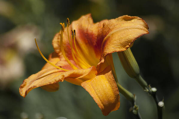 Orange Day Lily by Jason Pryor Orange Day Lily by Jason Pryor