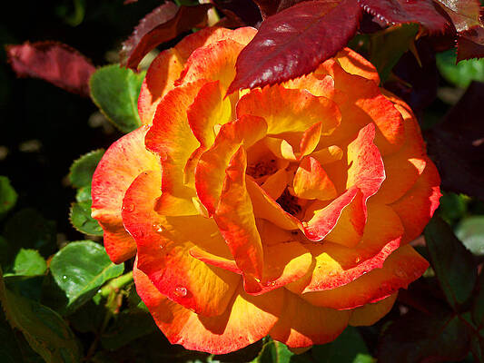 Wall Art - Photograph - Orange Rose by Tikvah's Hope