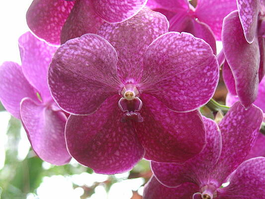 Orchid Cluster by Charles and Melisa Morrison Orchid Cluster by Charles and Melisa Morrison