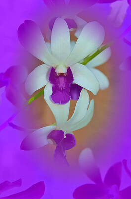Orchid Vignette by Beverly Hanson Orchid Vignette by Beverly Hanson