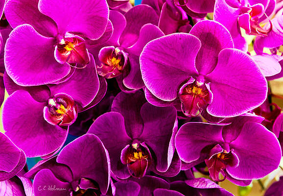 Wall Art - Photograph - Orchids A Plenty by Christopher Holmes